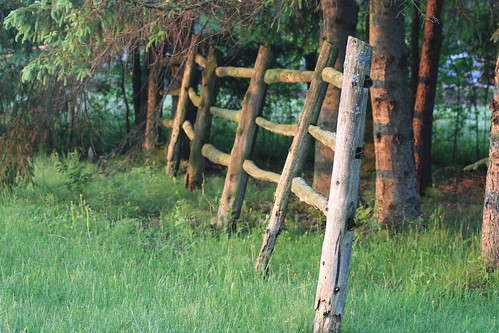 sunrise fence dandelion lichen paddock may2010