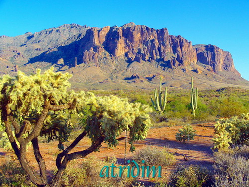 arizona cactus mountains cacti photo flickr desert cholla apachetrail saguarocactus superstitionwilderness superstitionmountain tontonationalforest atridim