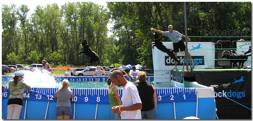 dog pool minnesota flying jump hastings splash sequence dockdogs rivertowndays p720215861seq