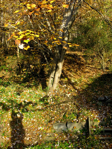 november autumnfoliage dogs sunrise woods redhill yellowleaves centralvirginia canong9