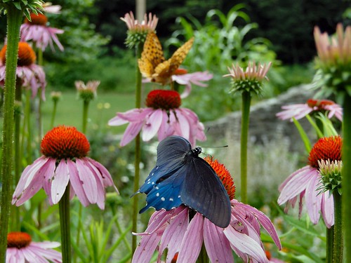statepark park summer flower butterfly garden indiana lawrencecounty springmillstatepark dschx1