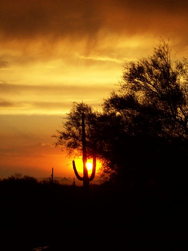 sunset arizona cactus florence paloverde