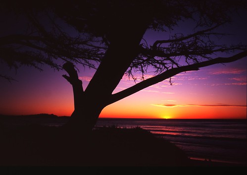 california sunset tree mamiya film beach silhouette backlight mediumformat geotagged pacificocean cypress pacificcoast carmelbythesea filmscan cypresstree spanishbay montereypeninsula mamiya7ii geo:lat=36555496 geo:lon=121929709 cloudsstormssunsetssunrises