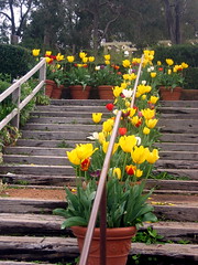 Tulip steps