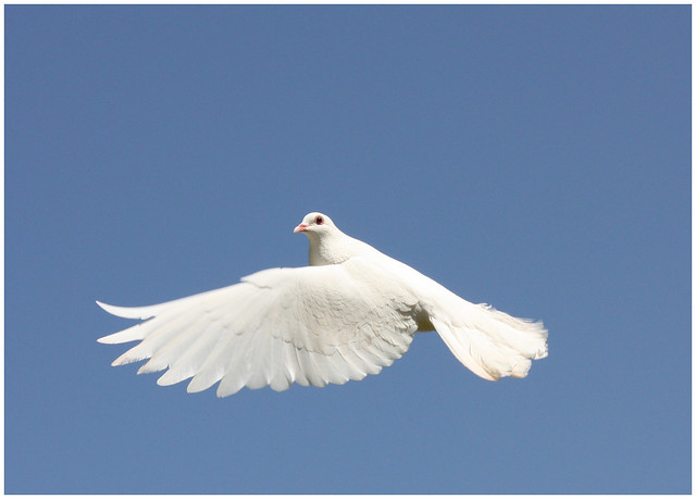 White Dove in flight | Flickr - Photo Sharing!