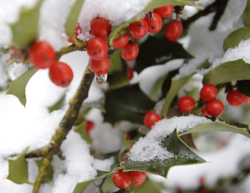 snow landscape berries pennsylvania holly earltownship