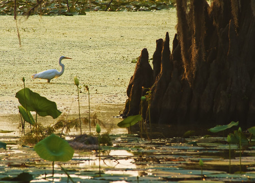 statepark bird sunrise texas tx swamp lilypad egret whiteegret uncertain caddolake
