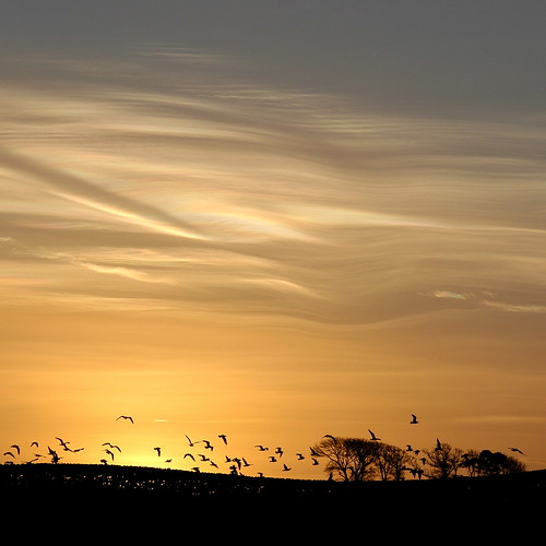 trees birds clouds sunrise drystonewall