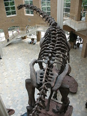 Argentinosaurus_0172