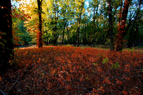 fall leaves massachusetts lastshotofcolor