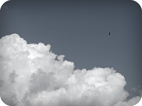 sky bird clouds tampa landscape eagle florida 1855mm birdseyeview picnik valrico bloomingdale nikond60 valricoflorida
