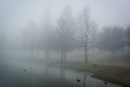 fog creek dallas ducks plano whiterockcreek