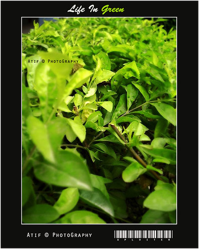 world pakistan wild green art love nature beauty leaves photography photo leaf nikon asia d70s framing karachi borders atif xploiter