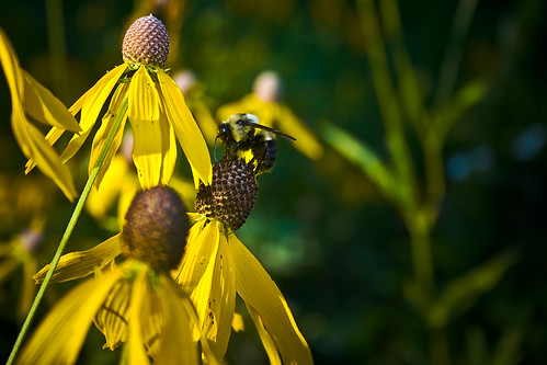 flower macro yellow bug bee honeybee jeffersoncity naturecenter flowermacro rungenaturecenter bugmacro xti 400d mywinners