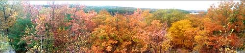 panorama lake fall leaves forest view