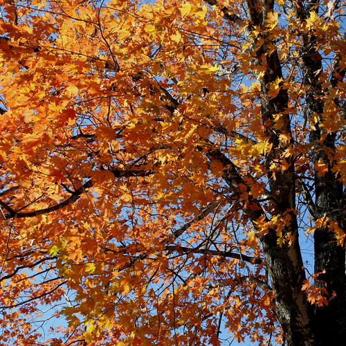 autumn mountains color fall leaves square harrison foliage arkansas ozark maplewoodcemetery 450d