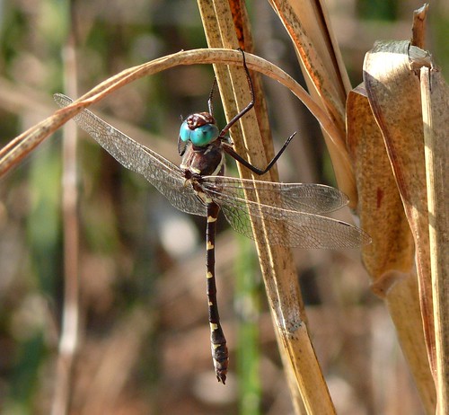 oklahoma nature insect dragonfly odonata insecta caddocounty macromiidae macromiaillinoiensis swiftrivercruiser fortcobbstatepark