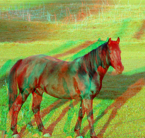 horse animals stereoscopic stereophoto 3d anaglyph iowa critters correctionville redcyan 3dimages 3dimage 3dphoto 3dphotos 3dpictures stereopicture 3dpicture