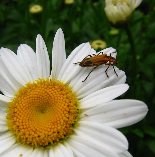 flower nature insect spiral pollen sanan siddharth top20flowersandbugs top2020 mywinners goldstaraward