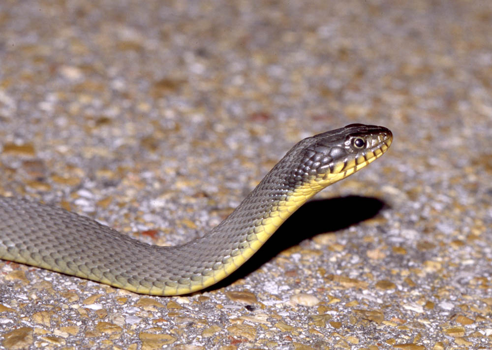Yellow bellied Water Snake (Common Snakes Identification ...