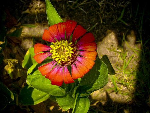 flower nature photography flickr egypt andrewashenouda