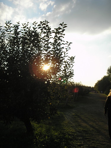 sunset fall halloween apple orchard applepicking appleorchard jonamacorchard