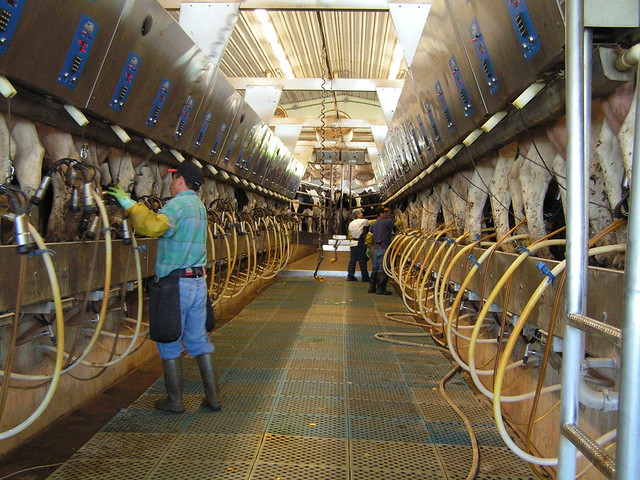 Dairy milking parlor | How the cows are milked. | By ...