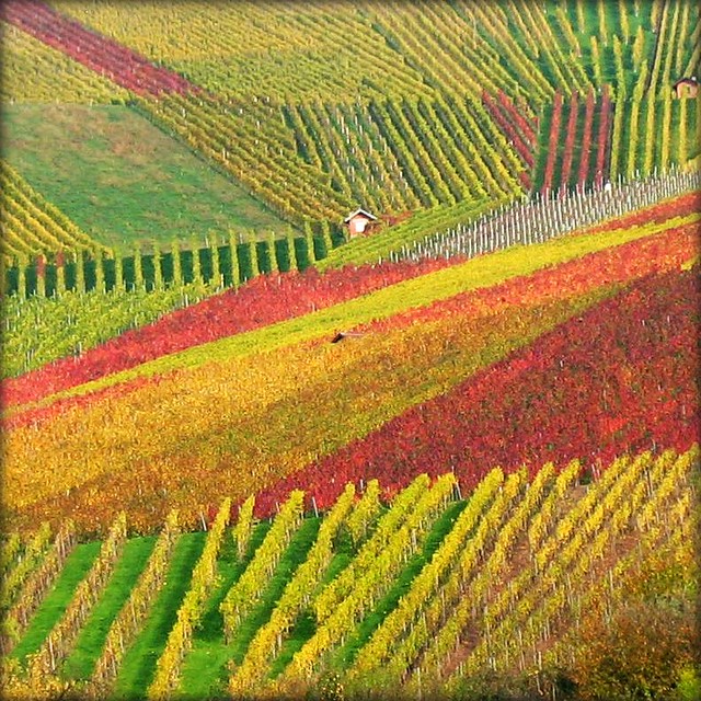 House nestled in Vineyard - Fall Nature, Germany