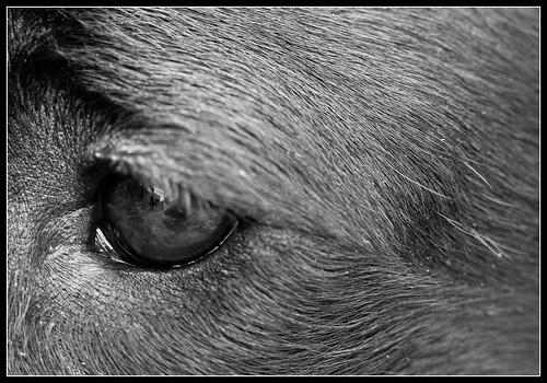 dog black eye animal labrador smudge canon40d charliebeldon