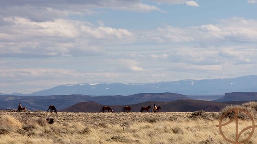 mountains spring uinta greenriver wyoming wildhorses foals rocksprings mormoncanyon