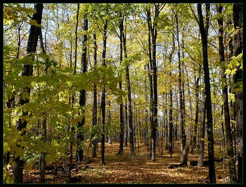 trees ontario canada fall alberi forest autunno