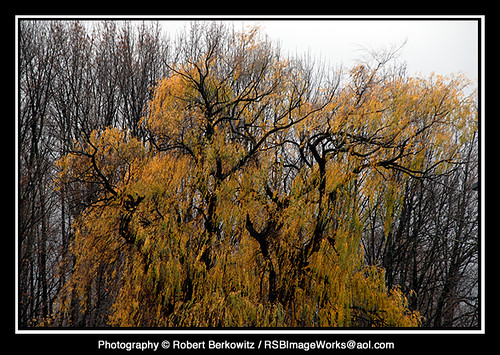 trees kerhonksonny rsbimageworks robertberkowitz nerfa2008 northeastregionalfolkalliance