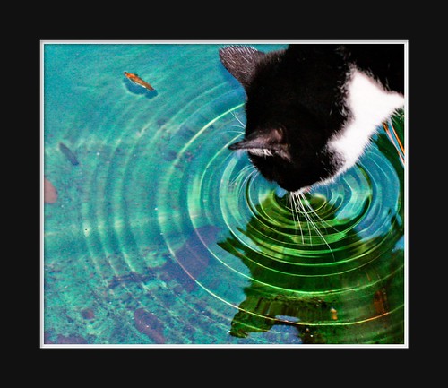 macro green cat interestingness feline flickr drinking frame mostinteresting fav pianetaterra bahketni ahdelicioso