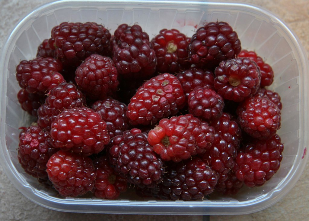 tayberries