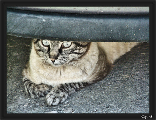 auto car cat grey eyes grigio occhi gatto kittenmagazine kissablekat nikonart©
