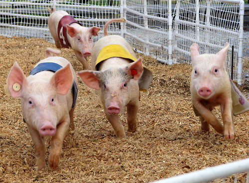 100 Things to see at the fair #100: Randall's Racing Pigs