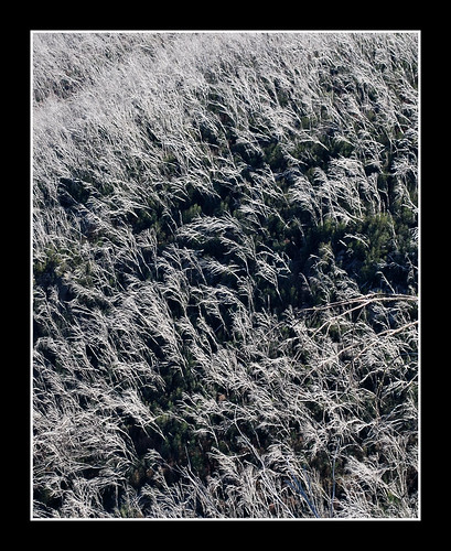 dead nikon australia victoria fallscreek bushfire eucalypts deadtrees d60 gumtrees alpinenationalpark snowgums bogonghighplains eucalyptuspauciflora nikond60 phunnyfotos