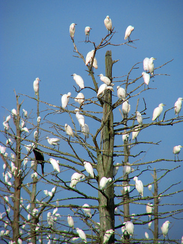 birds mississippi cypress starkville waterfowl egret refuge egrets anhinga cattleegret noxubee baldcypress tcon17 noxubeenationalwildliferefuge egrest