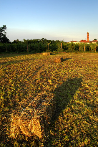 vineyard nikond70s hay monferrato fieno casabianca vigna