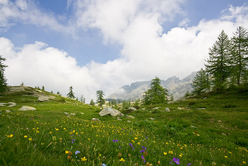 flowers italy mountain nature grass italia meadow montagna valdaosta