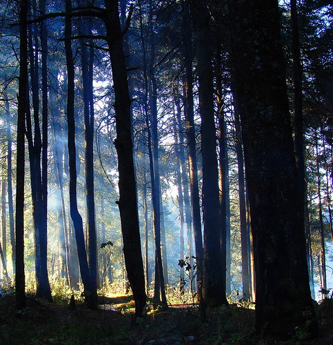 naturaleza color luz méxico bosque sanrafael estadodeméxico