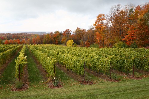trip color fall vineyard vines weekend michigan traversecity grape chateaugrandtraverse oldmissionpeninsula canoneos5d canon35f14lusm