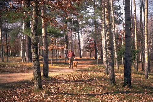 park camping autumn trees dog film leaves minnesota pine 35mm walking golden woods labrador dad state father rangefinder slide scan birch aspen campground argusc3 northwoods bemidji