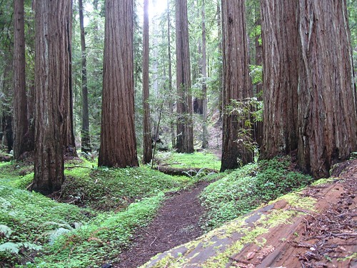 california statepark park vacation northerncalifornia mendocino redwoodforest montgomeryreserve