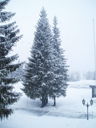 snow tree norway lygna u410d