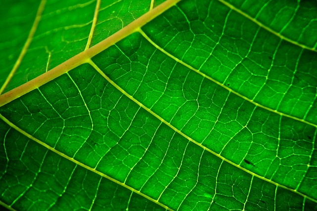 leaf spectrophotometric