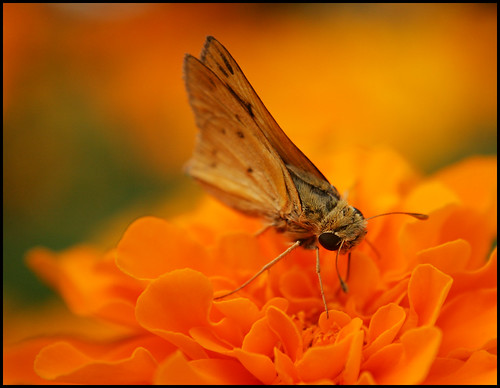 flower macro yellow butterfly insect gold wings furry fuzzy bokeh alabama moth montgomery marigold shakespearefestival blountculturalpark