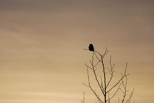 sunset canada bird nature birds silhouette fauna nikon hawk raptor alberta owl ornithology birdofprey northernhawkowl surniaulula southernalberta d80 nikond80 ronaldok ronkubephotography
