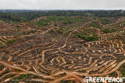 trees indonesia destruction aerialview deforestation palmoil proctergamble rainforests headshoulders foreststopography palmoilproduct