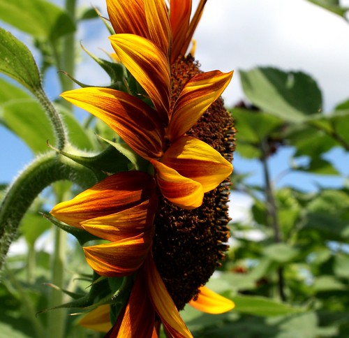 flower nature connecticut sunflower lymanorchards middlefieldct sunflowermaze awesomeblossoms
